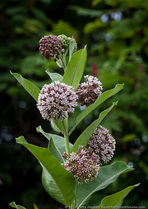 Common Milkweed - Asclepias syriaca © 2014 Patty Hankins BeautifulFlowerPictures.com Milkweed Painting, Asclepias Syriaca, Common Milkweed, Milkweed Flower, Milkweed Pods, Milkweed Seeds, Milkweed Plant, Flower Language, Strange Flowers