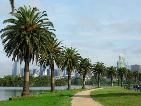 Albert Park Melbourne, Tree Road, Albert Park, Flyer Design Templates, Palm Tree, Flyer Design, Palm Trees, Design Template, Melbourne