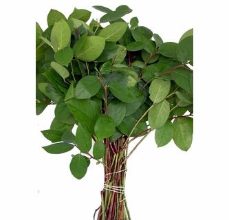 Salal Salal Plant, Filler Foliage, Magnolia Bouquet, Flower Board, Lemon Leaf, Filler Flowers, Flower Identification, Lemon Leaves, Magnolia Leaves