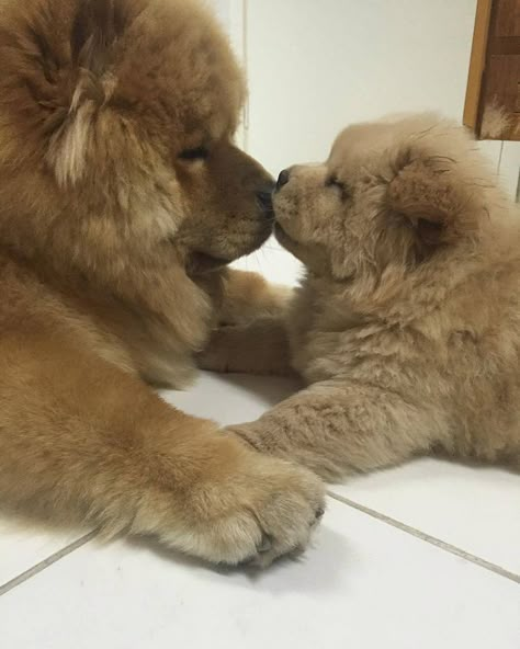 Chow Chow & Puppy Dogs Chow Chow, Perros Chow Chow, Chow Dog Breed, Chow Chow Puppies, Chow Puppies, Chow Chow Puppy, Chow Chow Dogs, Bear Dog, Fluffy Dogs