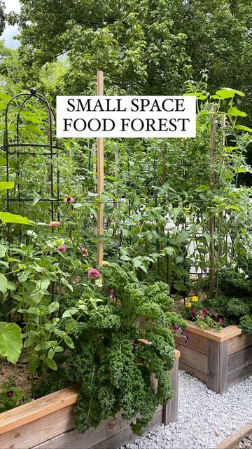 Food Garden Layout Backyards, Growing Fruit And Veg In A Small Garden, Small Space Garden Design, Urban Food Forest, Small Veggie Garden Layout, Urban Vegetable Garden Small Spaces, Garden Design Small Space, Food Forest Backyard, Small Garden Vegetable Growing