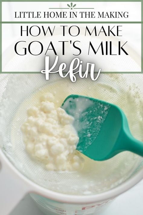 If you're looking for a healthy and delicious way to get more probiotic health benefits, drinking kefir (or adding it to smoothies) is a great way to do that. This goat's milk kefir recipe is easy to make, and perfect for those who are sensitive to dairy OR have access to goats milk. Whether you want to make raw goat's milk kefir or use a store bought milk, this recipe will show you how to make kefir so you can have this superfood at home. A budget friendly way to work in more fermented foods. Milk Kefir Recipes, Milk Kefir Grains, Fermented Dairy, Kefir Recipes, Kefir Grains, Milk Kefir, Goats Milk, Fermented Foods, Fermenting