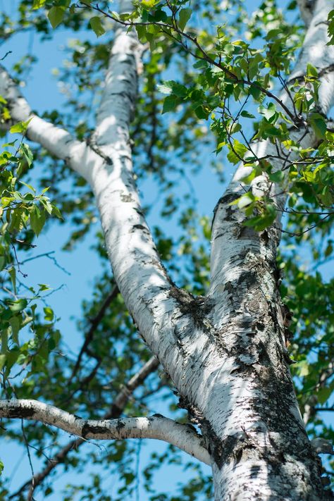 green tree during daytime photo – Free Image on Unsplash Birch Trees Landscaping, River Birch, Handle The Heat, Gray Tree, Bare Tree, Watercolour Inspiration, Tree Images, Celtic Tree, Close Up Photography