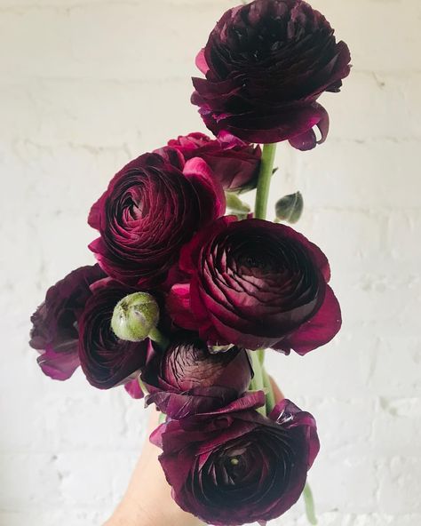 Burgundy ranunculus. Wine colored flowers. Green Bee Floral Designs Goth Flower Arrangements, Goth Flower Bouquet, Dark Flower Arrangements, Edgy Flowers, Wedding Bouquet Dark, Plum Ranunculus, Goth Flowers, Burgundy Ranunculus, Goth Garden