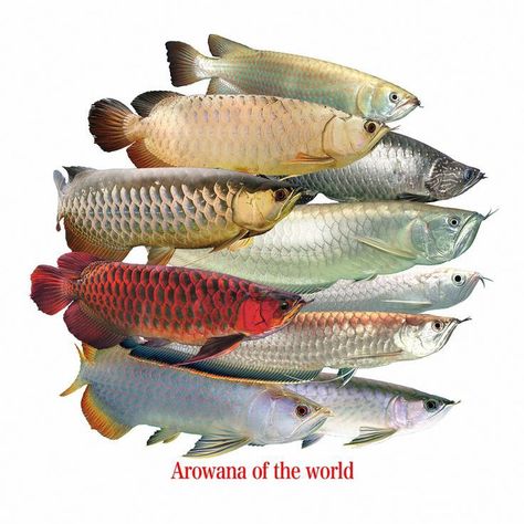 Terdapat berbagai macam jenis ikan arwana di dunia terutama di wilayah Asia Tenggara Tortoise Drawing, Arowana Fish, Tropical Fish Aquarium, Dragon Fish, Fish Artwork, Monster Fishing, Tropical Aquarium, Asia Tenggara, Watercolor Fish