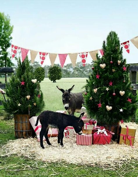 Customer Service Manager, Outdoor Christmas Photos, Donkey Farm, Miniature Donkeys, Photo Backdrop Christmas, Christmas Donkey, Miniature Donkey, Christmas In Australia, Aussie Christmas