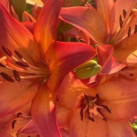 Flowers have inspired humans forever. They captivate us with their endless beauty and have bloomed in every human art form like poetry, paintings, and, of course, photography. Photos Flowers, Human Art, Flower Photos, Poetry, Lily, Paintings, Human, Orange, Flowers