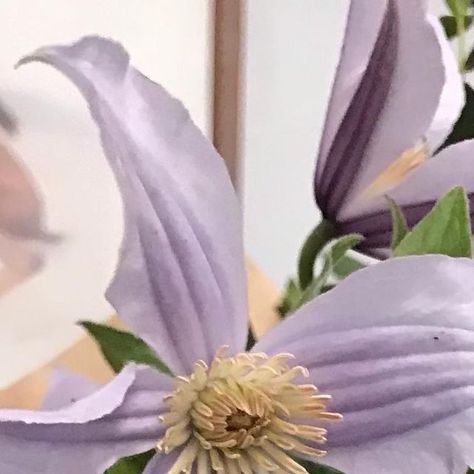 MINDENWOOD | Durham wedding florist on Instagram: "Just a break from wreaths and full on festive colours. Looking forward to working with lighter, delicate stems next year but might pop a purple clematis in Christmas flowers this week. Have you ordered yours? Still time, last delivery day is Friday 🌿 #clematis #lilac #purple #lightness #somethingtolookforwardto #ordernow #festive ##flowerorder #shoplocal #mindenwood #mindenwoodfloraldesign #durhamflorist #countydurhamflorist" Purple Clematis, Christmas Flowers, Wedding Florals, Lilac Purple, Wedding Florist, Clematis, Durham, Looking Forward, Floral Wedding