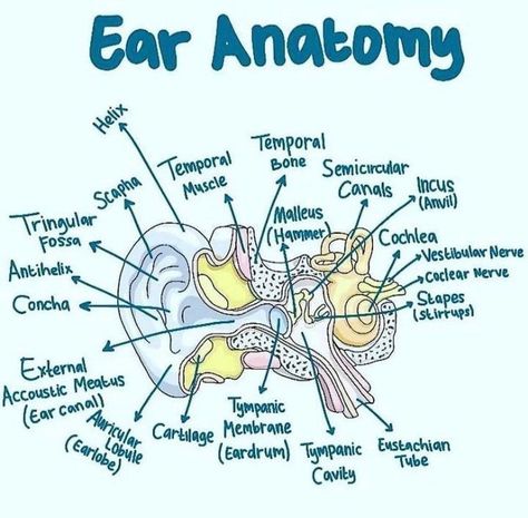 MEDizzy - Anatomy of the ear Ear Structure Anatomy, Ear Diagram Anatomy, Ear Biology, Ear Anatomy Drawing, Anatomy Of Ear, Middle Ear Anatomy, Human Ear Diagram, Human Ear Anatomy, Ear Diagram