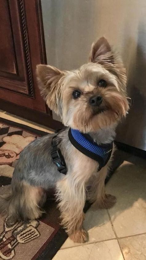 14 Haircut Decisions For Your Yorkshire Terrier | Page 2 of 3 | PetPress Yorkie Puppy Haircuts, Yorkshire Terrier Grooming, Chien Yorkshire Terrier, Yorkie Haircuts, Yorkshire Terrier Haircut, Top Dog Breeds, Baby Snoopy, Dog Haircuts, Yorkie Terrier