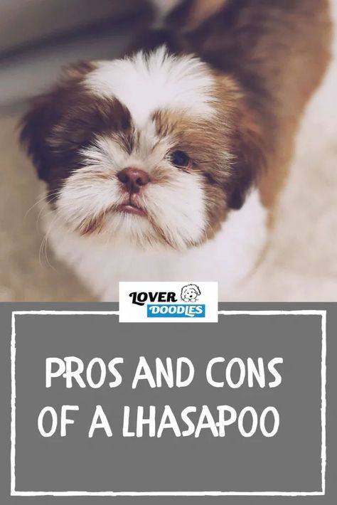 Lhasa Poo Puppies, Lhasapoo Puppies, Lhasa Poo, Calming Treats For Dogs, Doodle Dog Breeds, Puppy Facts, Poodle Mix Dogs, Doodle Puppy, Doodle Dog