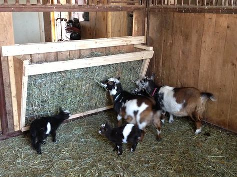 Goat Hay Feeder | Feeding Nigerian Dwarf goats | Serendipity Wendy | Flickr Goat Hay Feeder, Family Cow, Goat Feeder, Goat Playground, Goat Shed, Goat Shelter, Goat Pen, Goat House, Goat Care