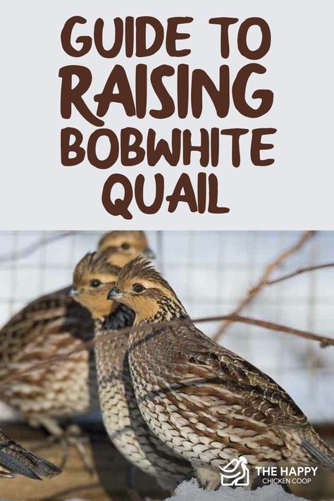 Northern Bobwhite Quail, Flight Pen For Quail, Bobwhite Quail Coop, Bob White Quail, Bobwhite Quail, Quail House, Quail Coop, Homesteading Animals, Vermont Farms