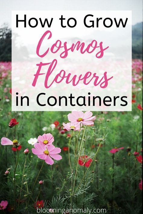 Cosmos flowers are fun plants to grow, no matter if you are a beginner or have been gardening for awhile. Learn about the different types you can grow and how to care cosmos in this post. Click on the link for more information on how to grow cosmos flowers in containers and more. #cosmos #cosmosflowers #flowers #cosmosflowersgarden How To Grow Cosmos, Cosmos In Containers, Cosmos Container, Cosmos Flowers Garden, Accessible Gardening, Flowers In Containers, Cosmo Flowers, Red Flowers Garden, Garden Cosmos