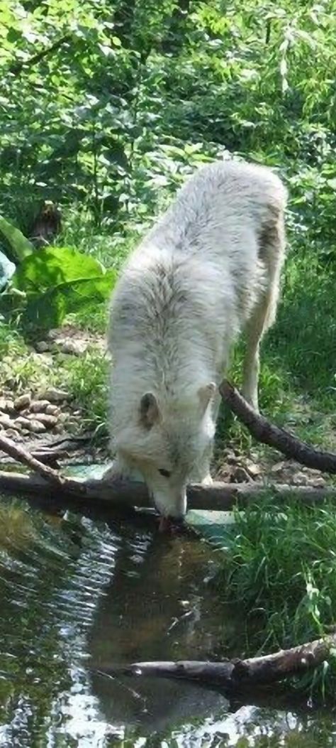 Tundra Wolf, Wolf Therian, Arctic Wolf, Wolf Love, Beautiful Wolves, Alaskan Malamute, Wolf Art, Pinterest Board, Nature Animals