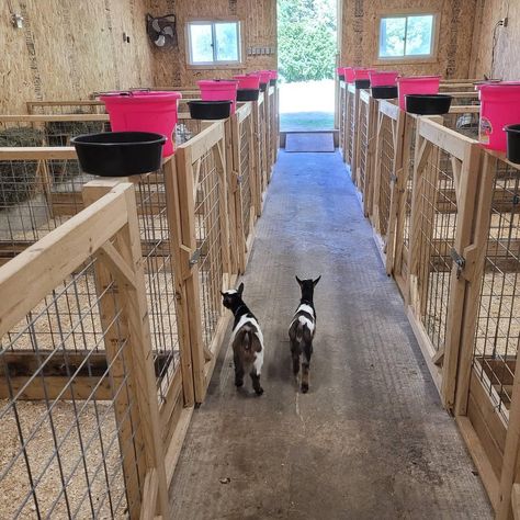 Farm Animals House Ideas, Lamb Stall Ideas, Goat And Sheep Together, Small Farm Animal Pens, Goat Housing Ideas, Goat Pasture Layout, Kidding Pens For Goats, Goat House Ideas Buildings, Goat Incloser