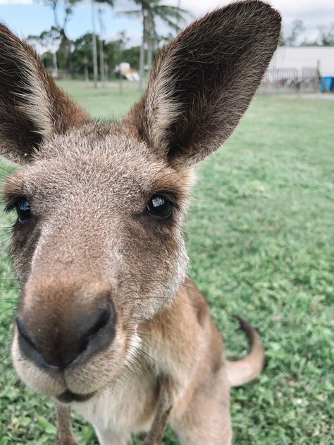 Kangaroo Cute, Australia Kangaroo, Ground Squirrel, Australian Travel, Wildlife Photographer, Australian Animals, Backpacking Travel, Vacation Places, Weird Animals