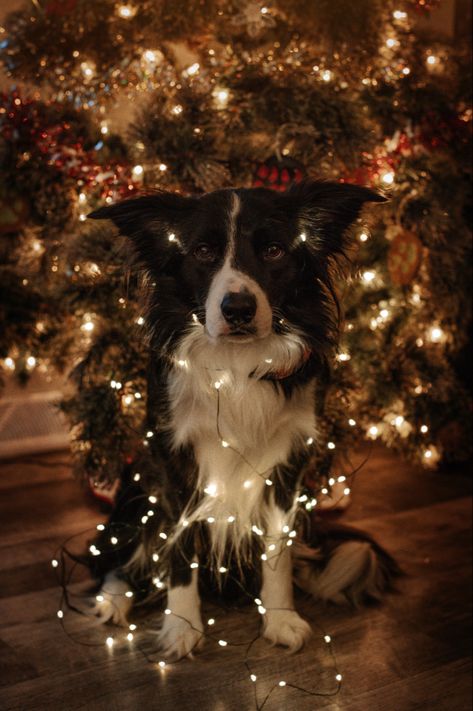 Dog Christmas Aesthetic, Dog Christmas Pictures Ideas, Christmas Dog Aesthetic, Christmas Pics With Dogs, Christmas Wallpaper Dog, Dog Letterboard, Dog Photoshoot Christmas, Christmas Dog Wallpaper, Christmas Dog Photoshoot