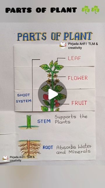 Different Parts Of Plants, Parts Of A Plant Science Project, Parts Of Plants Project For Kids, Plant Parts Activities, Parts Of Plants Activities, Parts Of Plants Activities For Kids, Parts Of Plant Project, Parts Of A Plant Activity, Parts Of A Plant Craft