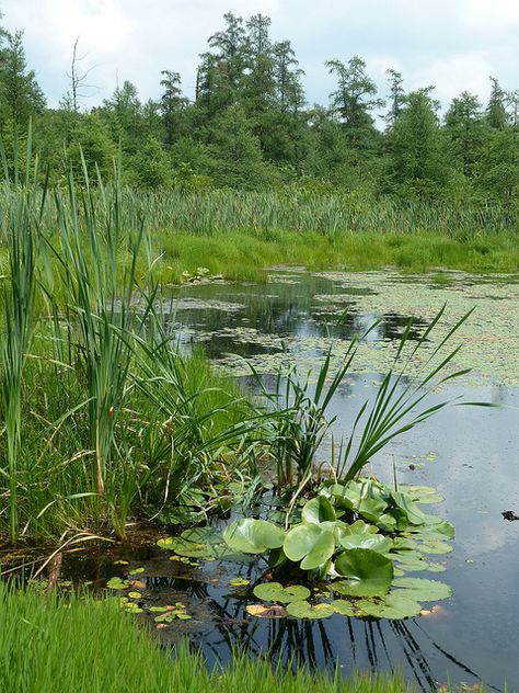 Riverbank Landscape, Bayou Country, Fabric Sofa Cover, Large Couch, Pond Life, Pastel Sec, Fruit Photography, Landscape Photography Nature, Landscape Art Painting