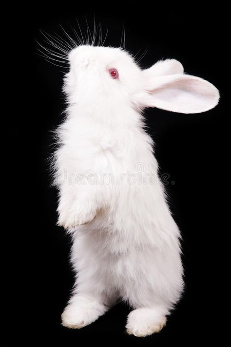 Albino Rabbit Aesthetic, White Bunny Aesthetic, Animals Black Background, White Rabbit Drawing, White Rabbit Aesthetic, Rabbit Poses, Bunny Graphic Design, Rabbit Background, Rabbit Paintings