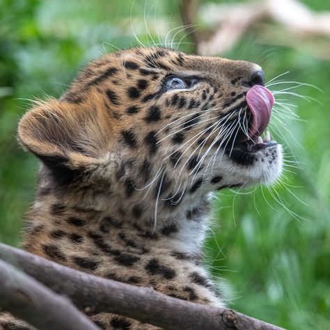 D50_5180 | Amur Leopard cub "Zorinka" at the San Diego Zoo, … | Flickr Elephant Shrew, Panthera Pardus, Amur Leopard, Leopard Cub, Born In February, Tasmanian Devil, San Diego Zoo, February 2023, Leopards