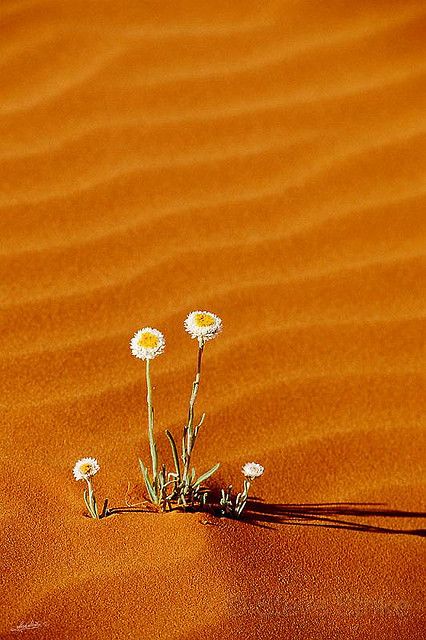 "Poached Egg" Daisies - Australia Deserts Of The World, Desert Life, Desert Flowers, Desert Landscaping, The Sand, Amazing Nature, Belle Photo, Wonders Of The World, Mother Nature