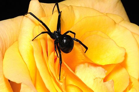 Wallpaper Backgrounds Black, Spider Flower, Recluse Spider, Brown Recluse Spider, Incredible Wallpaper, Brown Recluse, Garden Spider, Backgrounds Black, Wolf Spider