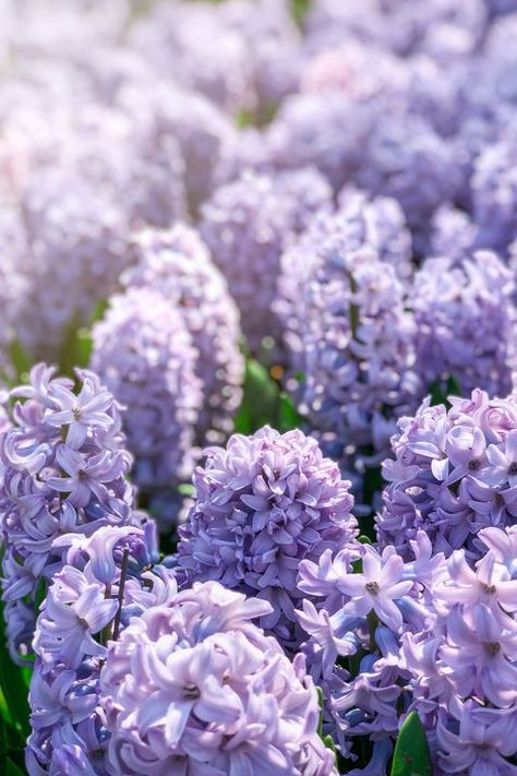 Fall Garden Ideas, Hyacinth Plant, Hyacinth Flowers, Tattoo Plant, Spring Flowering Bulbs, Flower Bulbs, Lily Plants, Spring Plants, Fall Garden