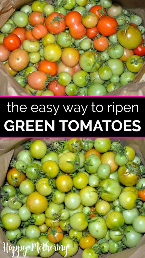 If you're growing tomatoes in your garden and you're getting an early frost, you may be wondering what to do. Learn how to ripen green tomatoes indoors with this easy method. It's the easiest and best way to ripen green tomatoes. Get ripe, red, juicy tomatoes with our easy method for backyard gardeners. Lots of tips and tricks included as well as a list of methods that work besides my favorite! Plus tips on how to can tomatoes and what to make with them. How To Ripen Tomatoes, Canning Green Tomatoes, Ripen Green Tomatoes, Preserving Fruit, Gardening Tomatoes, Homestead Gardening, Tomato Growing, Green Tomato Recipes, Growing Tomato Plants