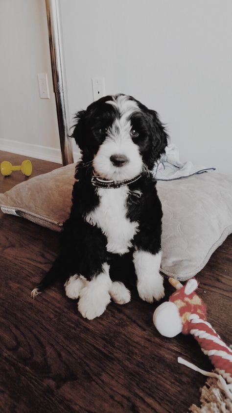 We are giving away the first 50 car seat leash to spread the #safetyfirst movement! Visit Borkiebork.com to learn more 🐶 Portuguese Water Dog Puppy, Portugese Water Dogs, Dog Breeds That Dont Shed, Hypoallergenic Dogs, Portuguese Water Dog, Dog Mixes, Water Dog, Puppy Breeds, Cute Dogs And Puppies