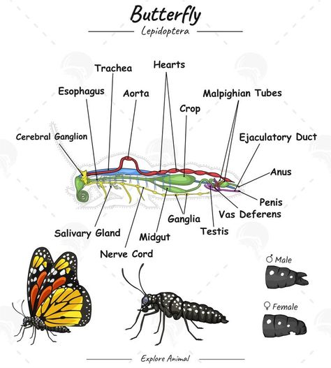 Butterfly Anatomy, Insect Anatomy, Education Illustration, Inspired Furniture, Educational Content, Plant Science, Science Education, Monarch Butterfly, Digestive System