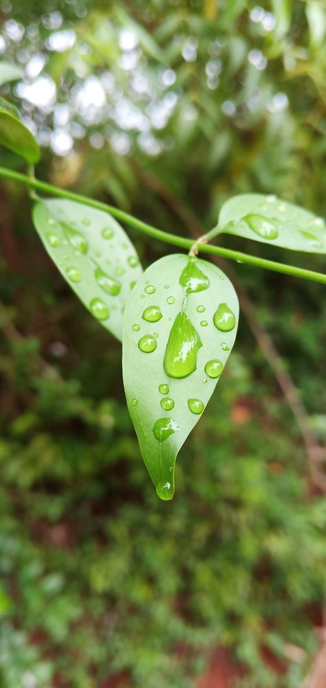 Photography Ideas Aesthetic, Water Drop On Leaf, Plants Photography, Leaf Photography, Plant Photography, Ideas Aesthetic, Mobile Photography, Water Drop, Photography Ideas