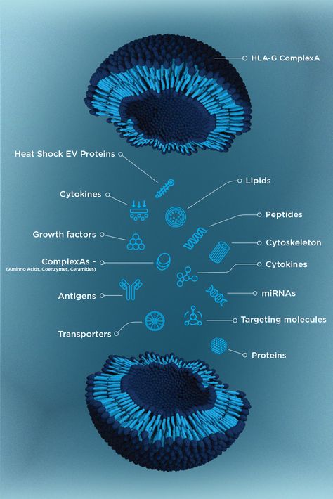 Exosomes are like tiny messengers found in cells. They contain stuff like proteins and lipids and important information like how to regenerate and repair our skin!   Exosomes can improve Pigmentation, Rosacea, Wrinkles, Alopecia, Wound Healing and more!   Using a Meso-Glide serum like MG-EXO-SKIN™ during microneedling with Dermapen 4 is exciting!   Each tiny needle can hold about 7,000 Exosomes.   Since the Dermapen 4™ has 16 needles, one session can deliver a whopping 112,000 #Exosomes Dermapen Microneedling, Wound Healing, Med Spa, Skin Healing, Healing Process, Skin Rejuvenation, Natural Healing, Biology, Wrinkles