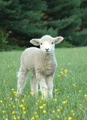 Leicester Longwool sheep Sheep Art, Baby Sheep, Sheep Farm, Sheep And Lamb, Cute Sheep, A Sheep, Oita, Baby Goats, Silly Animals