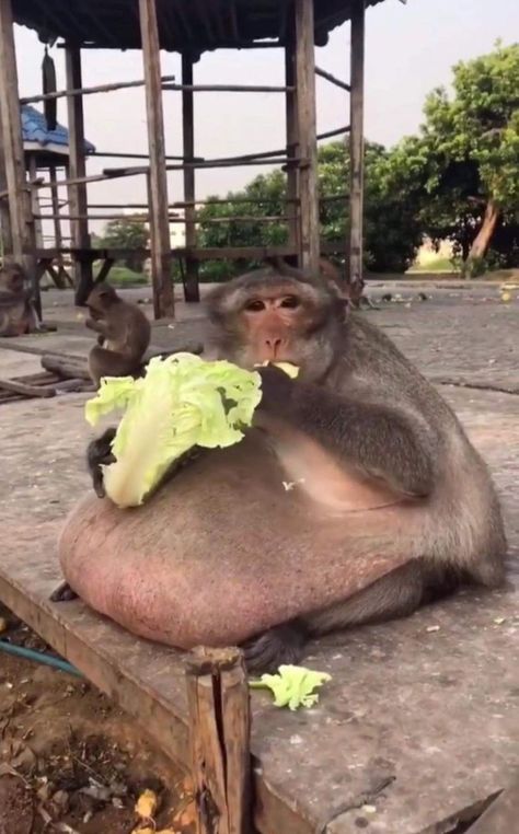 Pretty Monkey, Funny Monkey Pictures, Salad Diet, Monkey Pictures, A Monkey, Monkeys Funny, Cute Monkey, Silly Animals, Silly Pictures