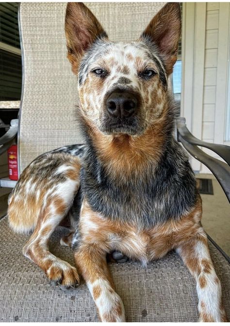 Aussie Cattle Dog, Austrailian Cattle Dog, Cattle Dogs Rule, Heeler Puppies, Blue Heeler Dogs, Scary Dogs, Red Heeler, Very Cute Dogs, Australian Cattle Dog Blue Heeler