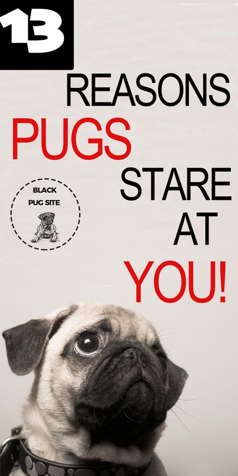 Pugs Drawing, Pug Training, Pug Facts, Pug Quotes, Pug Wallpaper, Pet Pug, Old Pug, Black Pug Puppies, Fawn Pug