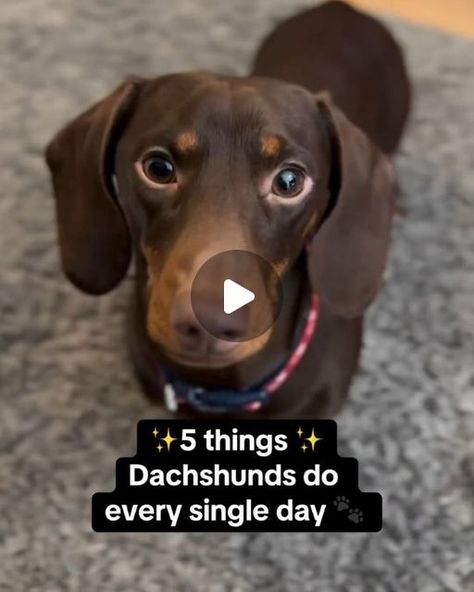 🐶 Dachshund Lovers Community 🐶 on Instagram: "All day everyday more like 😂
-
📷 Credit: @ottothedachsy
=========================================
✅ Turn Post Notification On 📣
✅ Follow, Like, Share and Comment 📝
👥 DoubleTap & Tag Your Friends Below⤵
👕 For great stuff check Link in BIO 👉 @dachshund_of_ig
=========================================
🛂 Follow Us: @dachshund_of_ig
=========================================
-
-
#doxie #sausagedog #minidachshund#doxielove #doxiesofinstagram
#weeniedog #minidoxie #doxies#doxiefever #dachshundsonly#dachshundsunited
#justdachshunds #dachshundappreciation#doxieobsessed #daxie 
#sausagedogs #sausagedogsofinstagram#wienerdogs #miniaturedachshund" Silver Dapple Dachshund, Dachshund Videos, Baby Dachshund, Dapple Dachshund, Weenie Dogs, Miniature Dachshund, All Day Everyday, Mini Dachshund, Dachshund Lovers