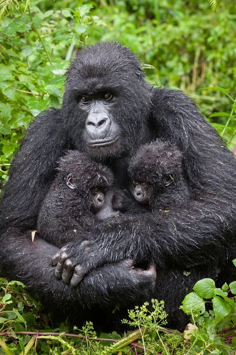 Twin Baby Photos, Baby Gorilla, Gorilla Gorilla, Animal Photography Wildlife, Baby Animal Art, Baby Gorillas, Twin Photos, Photography Wildlife, Mountain Gorilla