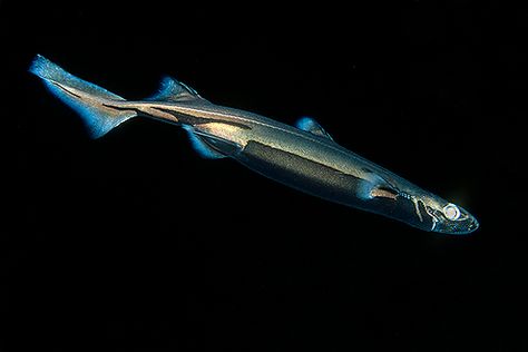 This is a Lantern Shark, which actually glows in the dark Lantern Shark, Species Of Sharks, Sea Mammal, Underwater Photographer, Marine Aquarium, Underwater Creatures, Aquatic Animals, Shark Week, Creature Feature