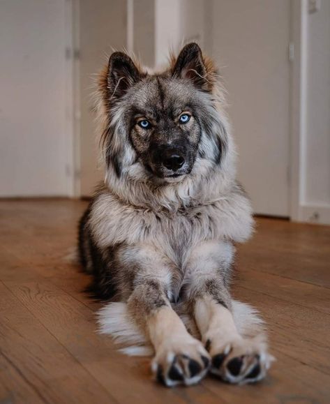 Agouti Husky, Cute White Cats, Big Dogs Breeds, Biggest Dog In The World, Biggest Dog, Rare Dogs, Puppies Cute, Really Cute Puppies, Dogs Breeds