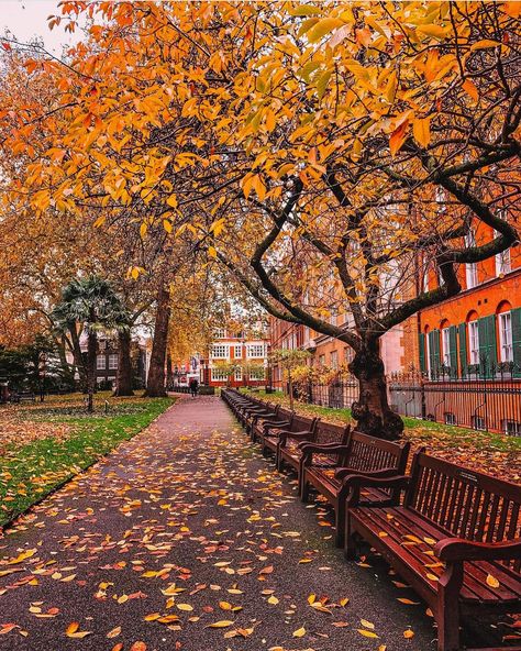 pov: It’s autumn in London and you’ve gone for a walk on a crisp day in November daydreaming under the golden leaves dancing with the wind…. 🍁🍂 Have you ever been to London in Autumn? It’s one of my favourite seasons to visit the city. Sometimes pictures speak louder than videos…. 📍Regent’s Park, South Kensington, Mount Street Gardens In love with autumn in London 🍁🍂 Who is looking forward to cosy days? #ritafarhifinds #autumninlondon #londonlife London In November, Regents Park London, London In October, Regents Park, Kensington London, Autumn Park, South Kensington, Autumn Scenes, Autumn Scenery