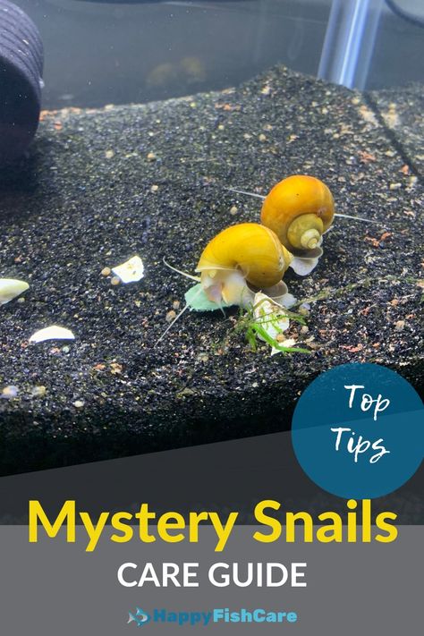 photo of two yellow mystery snails in an tank Mystery Snails Tank, Aquarium Snails Fish Tanks, Snail Tank Set Up, Snails In Fish Tank, Aquatic Snail Tank Ideas, Snail Fish Tank, Water Snail Terrarium, Aquarium Snails Freshwater, Mystery Snail Care