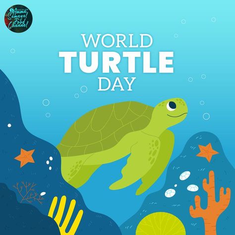 World Turtle, World Turtle Day, Turtle Day, Turtle Time, Turtle Conservation, Pet Turtle, Green Sea Turtle, Turtle Love, Green Turtle