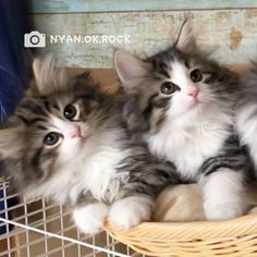 Norwegian Forest Kittens, Norwegian Cat, Viking Heritage, Siberian Cats, Fancy Cats, Norwegian Forest, Siberian Cat, Gorgeous Cats, Forest Cat