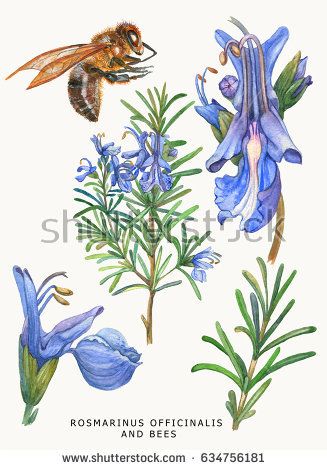 Plant Rosemary, Rosemary Flower, Pencil Drawing Inspiration, Herb Art, Plant Drawing, Botanical Watercolor, Light Background, Character Design Animation, Medicinal Plants