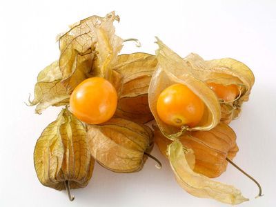 Cape Gooseberry | Description, Fruit, Uses, Flavor, & Facts | Britannica Gooseberry Plant, Golden Berry, Cape Gooseberry, Unique Fruit, Crop Production, Bountiful Harvest, Organic Seeds, Citrus Fruit, Perennial Plants