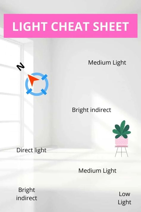 Plant Parenting, Indoor Plant Lights, Plants Care, Plant Window, Plant Light, Plant Hacks, Inside Plants, Indoor Plant Care, Houseplants Indoor