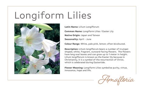 Longiform Lilies look so graceful… #Lily #Lilies #Lilium #Flower #Flowers #Flowersoftheday #FragrantFlowers #Bicoloured #Japan #Amafloria #Leicester #Leicesterflowers Flower Sprite, Lilium Flower, June Colors, What To Study, Paint Flowers, Easter Lily, Flower Inspiration, African Violets, Unique Flowers